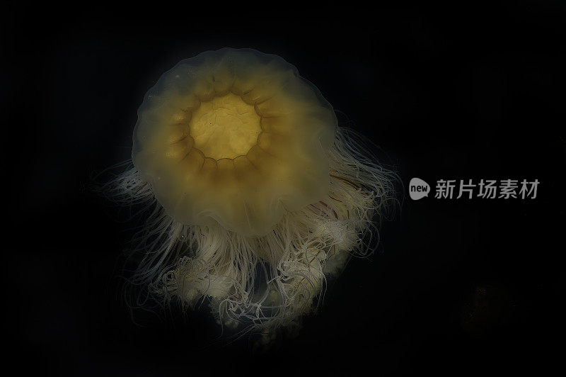 狮鬃水母，Cyanea capillata，卡特迈国家公园，阿拉斯加。巨型水母，北极红水母。